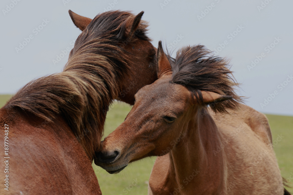 Obraz premium よりそう2頭の岬馬（御崎馬）- 宮崎県都井岬の野生馬の絆