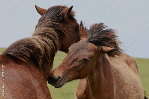 Wallpaper Mural よりそう2頭の岬馬（御崎馬）- 宮崎県都井岬の野生馬の絆 Torontodigital.ca