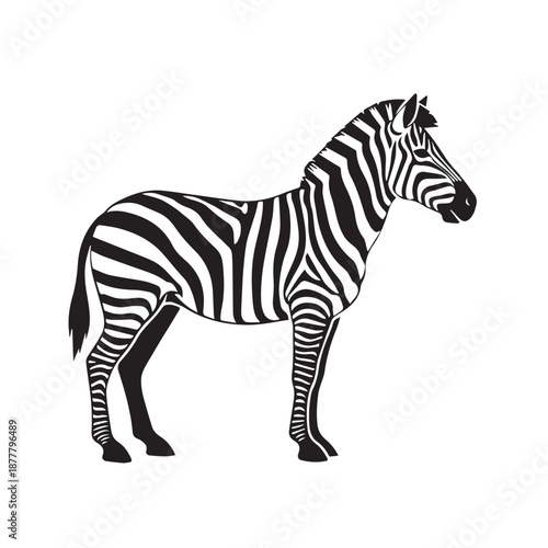 A black and white illustration of a zebra standing on a plain background