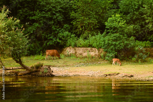 Cows grazing by a tranquil riverside surrounded by lush green trees and dense foliage. Li River, Li Jiang, Guangxi, China