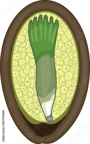 Structure of spruce seed isolated on white background