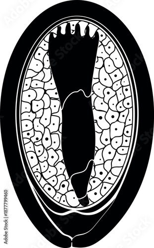 Black silhouette of  structure of spruce seed isolated on white background