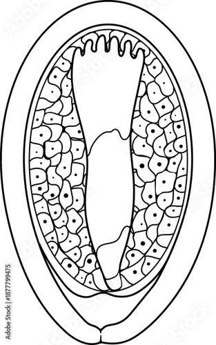 Coloring page with structure of spruce seed