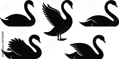 Black swan silhouette vector set, elegant bird poses, standing and swimming swans, graceful animal shapes, minimalist wildlife design, decorative illustration