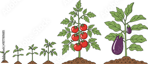 Growth stages of tomato and eggplant plants vector illustration showing sprout to mature fruiting cycle for agriculture gardening education design content