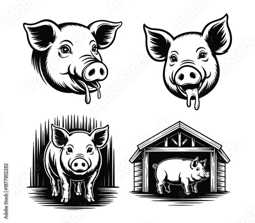 Pig farm illustrations with various pig portraits and barn scenes