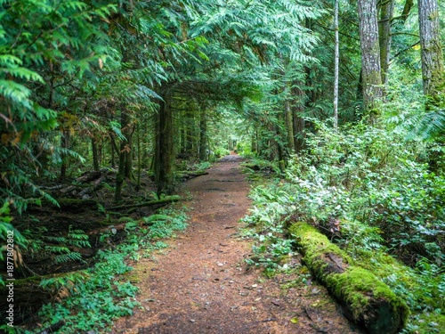Lush green forest path surrounded by dense vegetation and towering trees. Tofino, British Columbia, Canada
