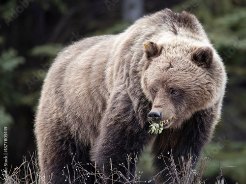 A grizzly bear stands in tall grass with trees in the background, eating green foliage. Alaska, USA