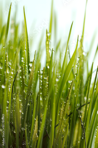 Fresh green wheatgrass background with waterdrops hanging on the leaves