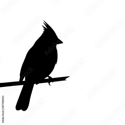 Silhouette of a Northern Cardinal perched on a thin branch against a stark white background.