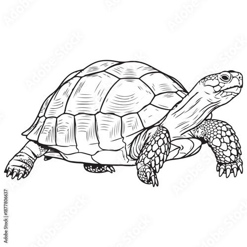 Detailed Line Art Drawing of a Tortoise