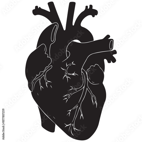 Anatomical Human Heart Silhouette Illustration