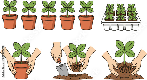 Step by step gardening illustration showing transplanting seedlings from pots and trays into soil with clear educational farming vector guide