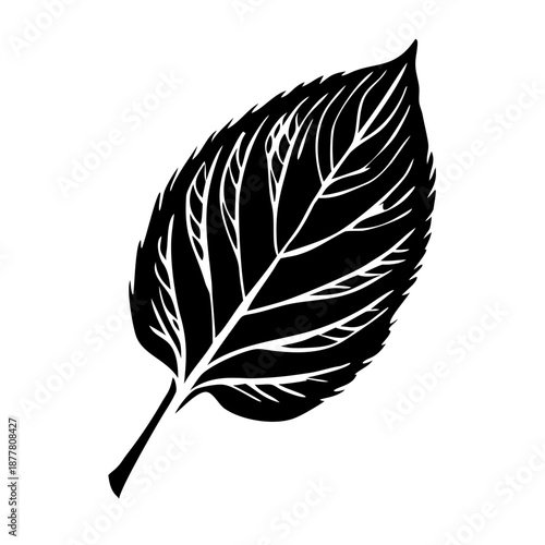 Black and white leaf silhouette