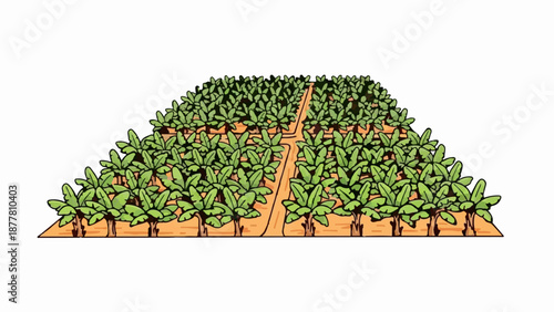 A vibrant cartoon illustration of a dense banana plantation with dirt pathways