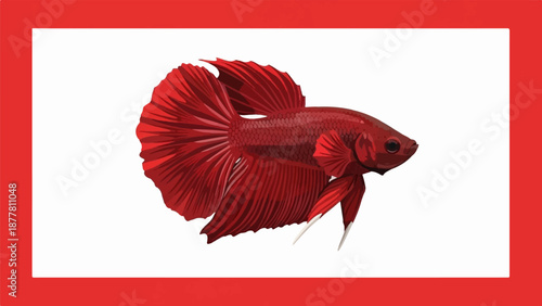 A vibrant red betta fish with flowing fins and scales