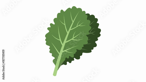 A stylized illustration of a vibrant green leafy vegetable, possibly kale, with visible veins and a ruffled edge, set against a white background