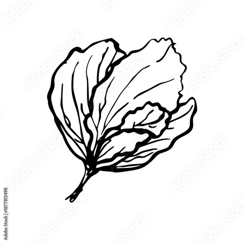 Illustration of a leaf