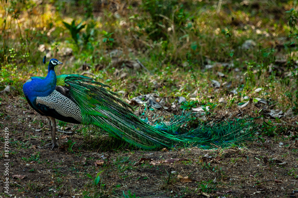 Obraz premium peacock in the wild