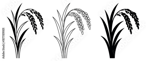 Stylized rice plants set featuring solid and outline designs of paddy and grains for food, agriculture, and farming concepts