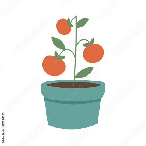 Tomato plant illustration depicting homegrown vegetables, healthy nutrition themes, and backyard farming education content.