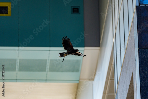 Photos 都市の空間を舞う猛禽の飛翔瞬間