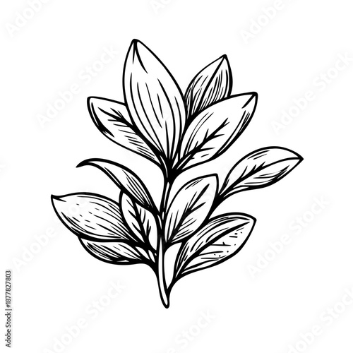 Botanical leaf illustration