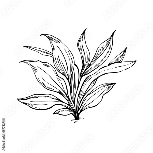 Black and white botanical illustration