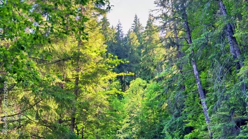 Pan video of forest trail near Red Lake (Lacu Roșu), Romania, in summer