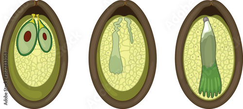 Formation of seed in spruce. Process in spruce from the zygote to seed with embryo