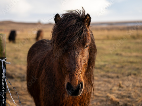Pferd