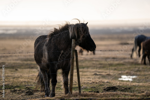 Pferd
