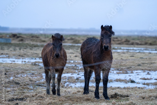 Pferd