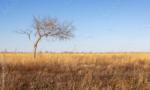Tableau sur toile a lonely crooked tree without leaves in an autumn field with yellow grass