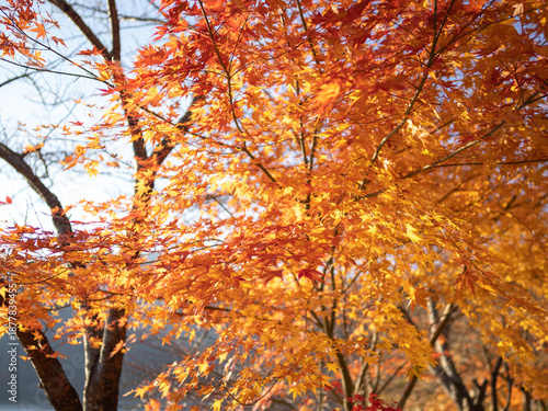 紅葉のオレンジ