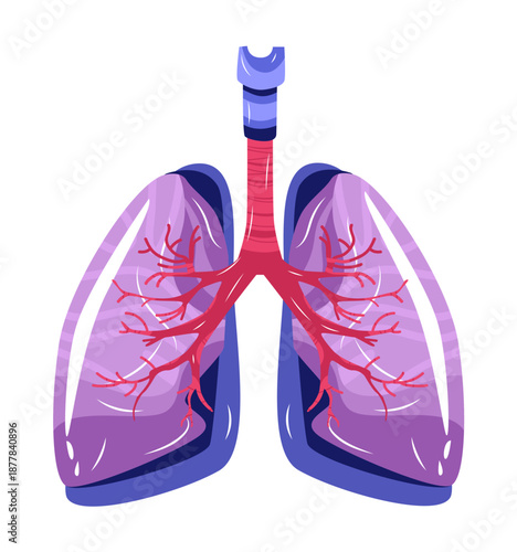 Lungs anatomy organ respiratory system diagram showing bronchial tree trachea bronchial tubes pink purple color isolated on white