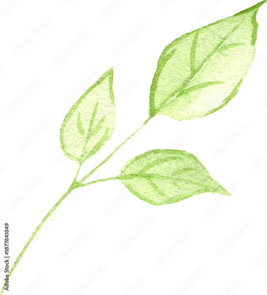 Fototapeta premium Watercolor green leafy branch illustration
