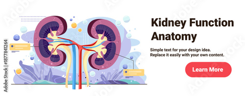 Kidney function anatomy human organ diagram blood vessels cross section medical educational banner template abstract background