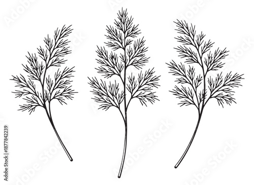 Hand drawn line art dill sprigs set featuring delicate herbs for cooking and decor