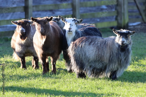Group of pygmy goats in a field