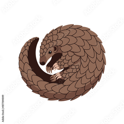 Cuddly koala curled up in a ball on eucalyptus leaf