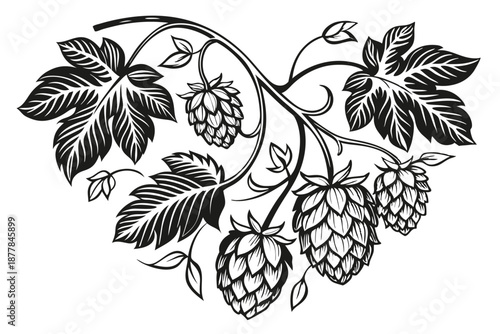  Black and white illustration, heart-shaped composition, detailed hop cones, intricate botanical drawing, beer ingredient art, clustered hops, vine leaves, realistic texture, vintage engraving style