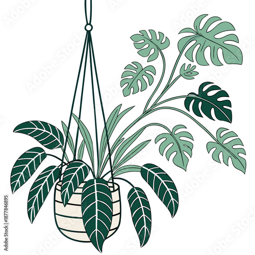Hanging house plant illustration
