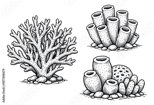 Hand drawn line art marine life set featuring branching coral and various sea sponges for aquatic illustrations