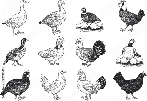 Vintage poultry and farm birds collection, chicken, duck, turkey, goose, and nest illustrations for farming set