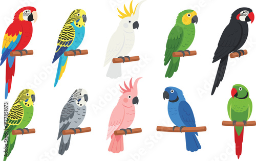 Colorful parrot and tropical bird cartoon vector set with macaws cockatoos and budgerigar characters