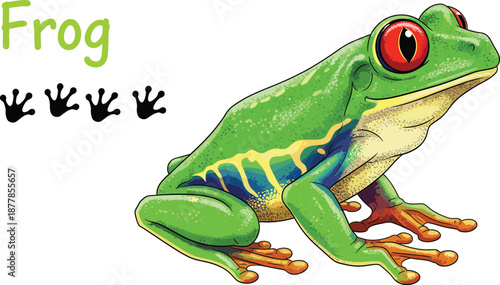 Colorful frog illustration with red eyes, detailed amphibian clipart, frog footprint graphics for kids, teaching and crafting projects