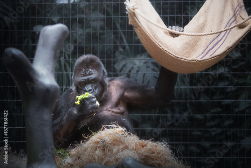 Gorilla Eating Greens in Zoo Enclosure