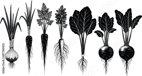 Root vegetables silhouette collection with onion carrot beet and leafy crops, organic farming and healthy food concept, black and white botanical illustration set