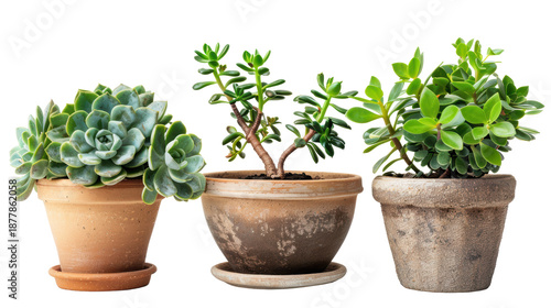 Wallpaper Mural Diverse Succulents Colorful Pots Against Black Background Torontodigital.ca